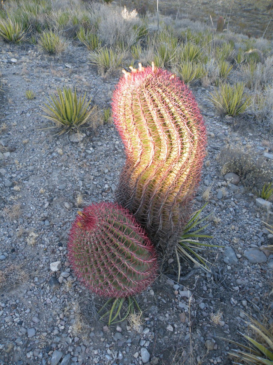 Ферокактус волосистый