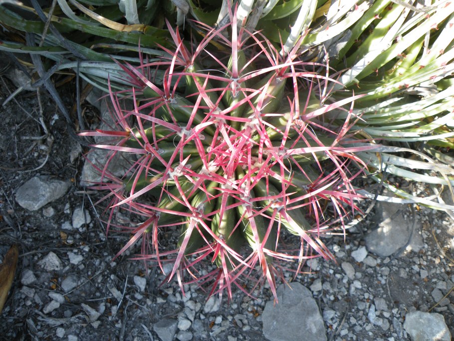 Ферокактус inermis