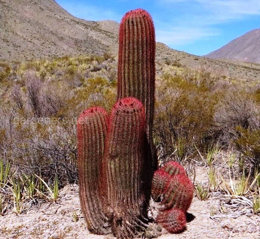 Ферокактус джонсанианус