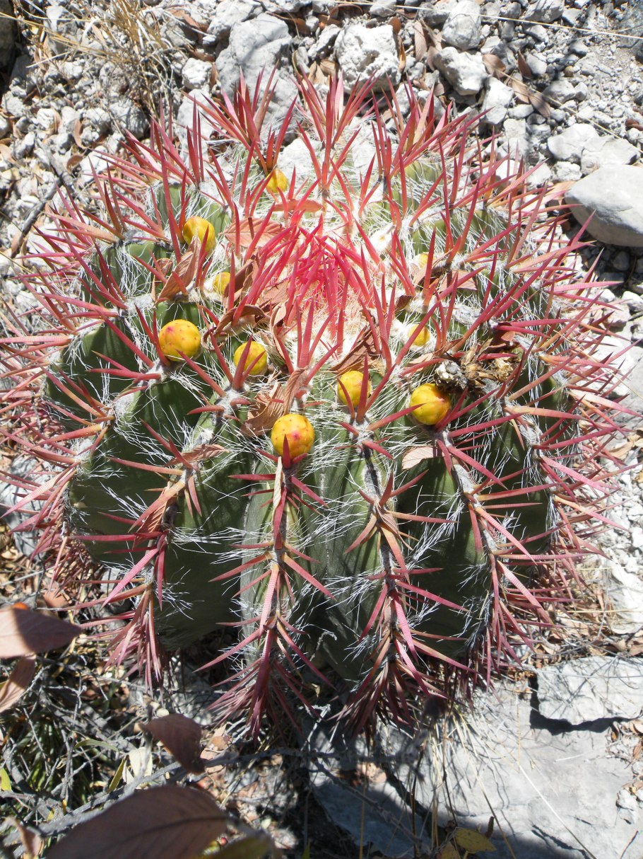 Ferocactus pilosus декоративный