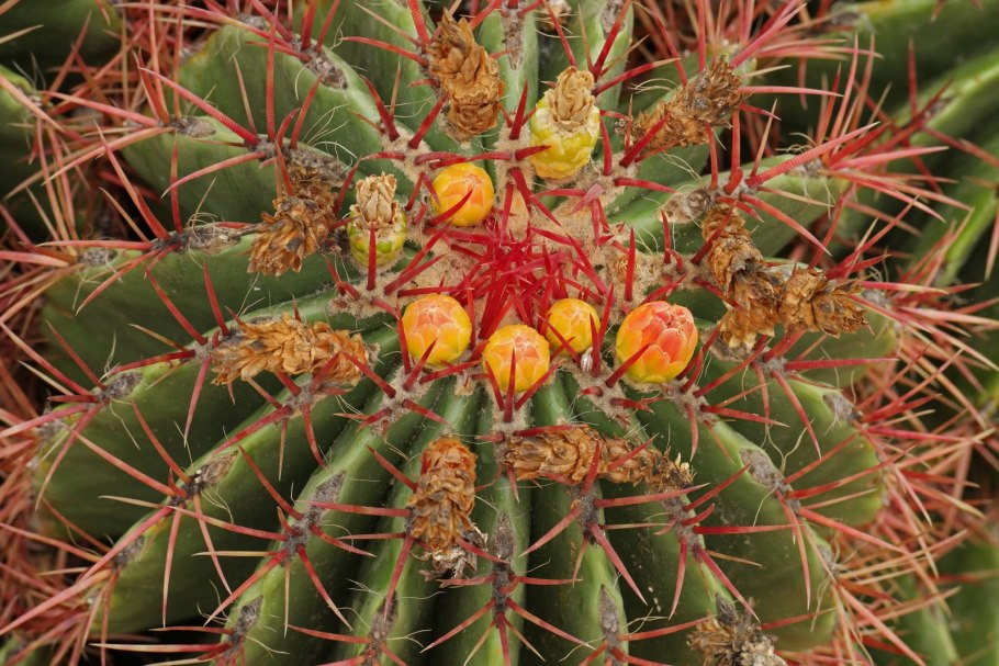 Ferocactus pilosus