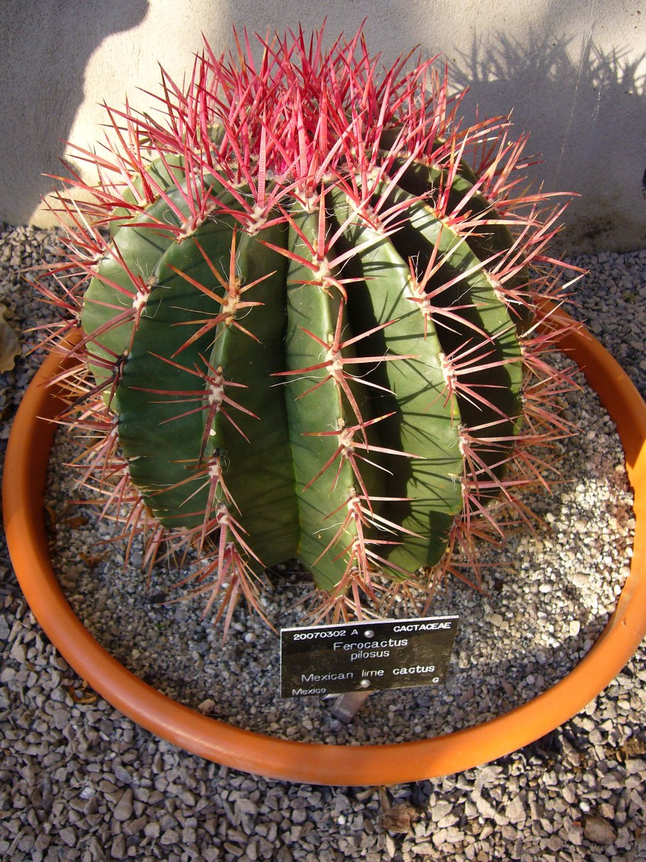 Ferocactus pilosus