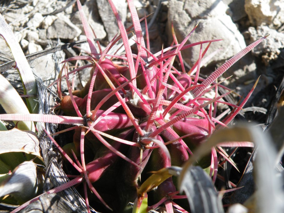 Ferocactus coloratus