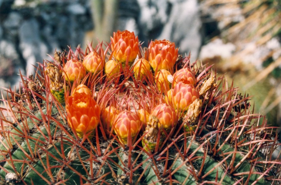 Эхинокактус широкоиглый