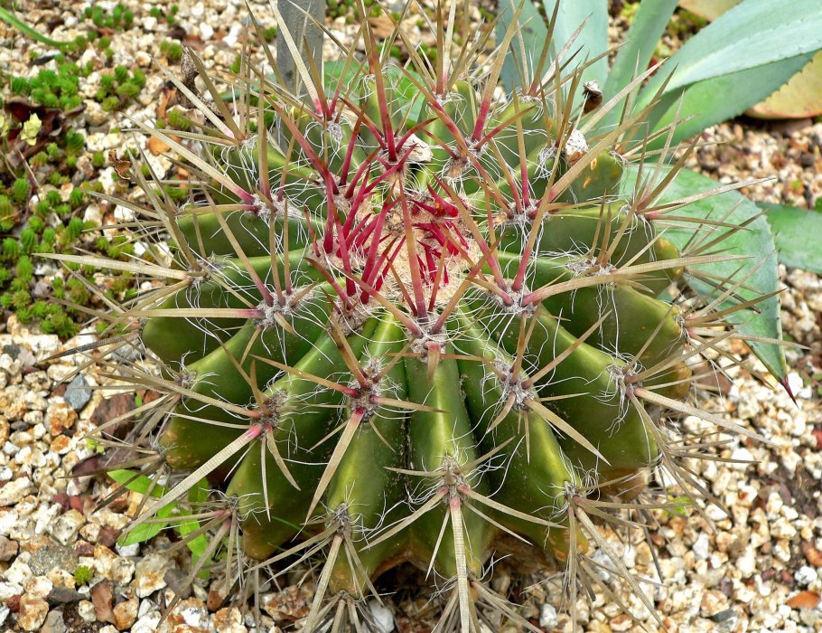Ферокактус Штайнса
