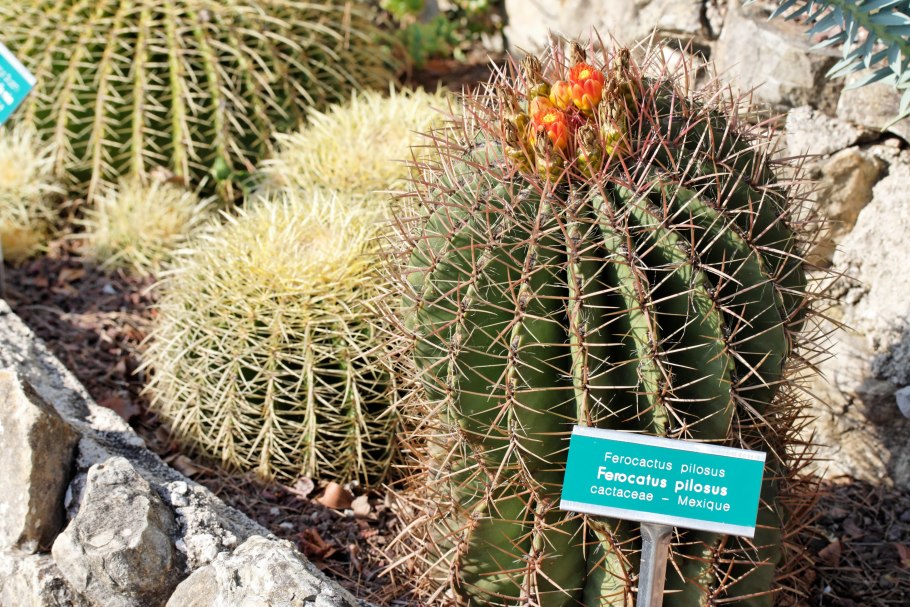 Ферокактус волосистый — Ferocactus pilosus