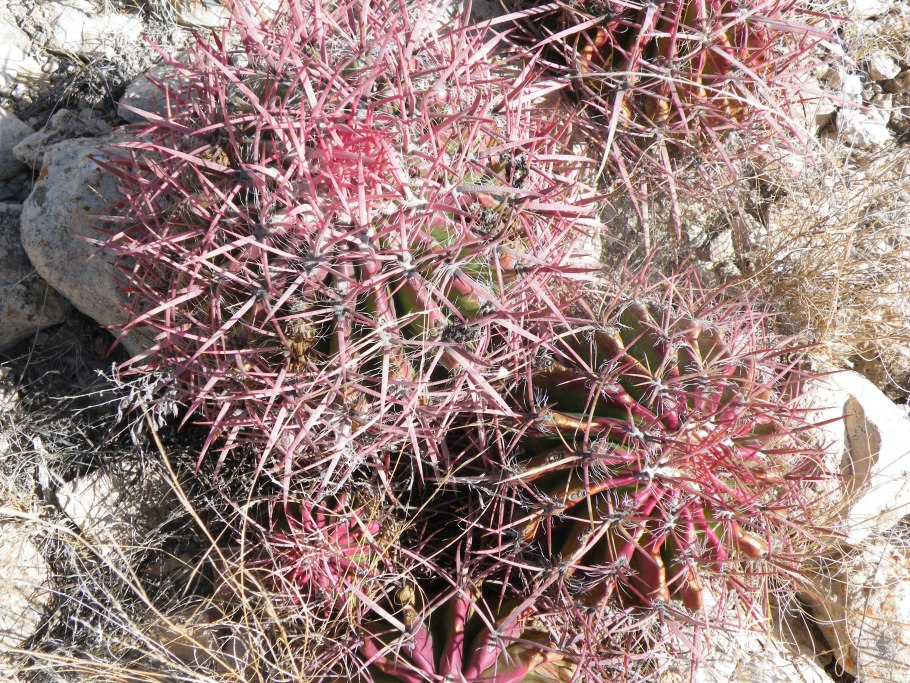 Ferocactus pilosus Rus- 474