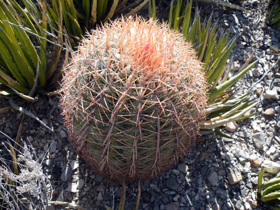 Ферокактус Мексика
