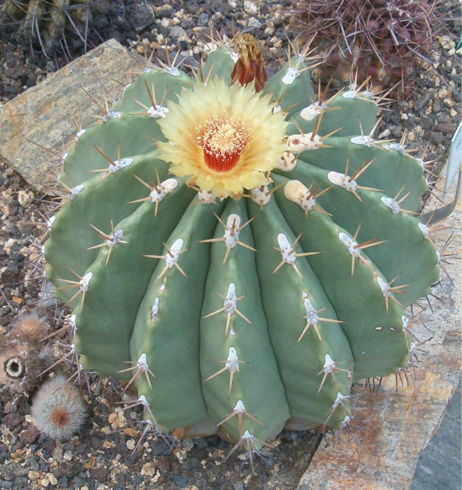 Ferocactus пилосус