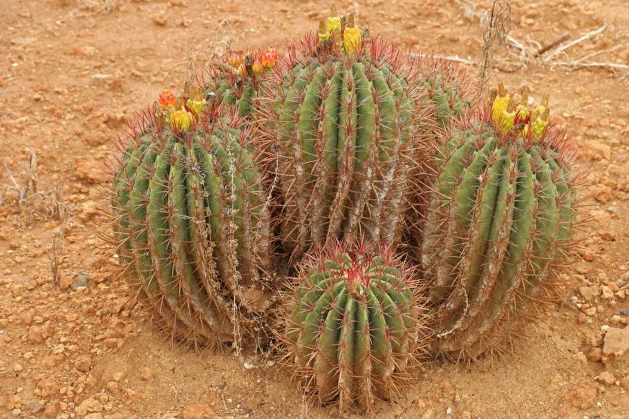 Ferocactus stainesii