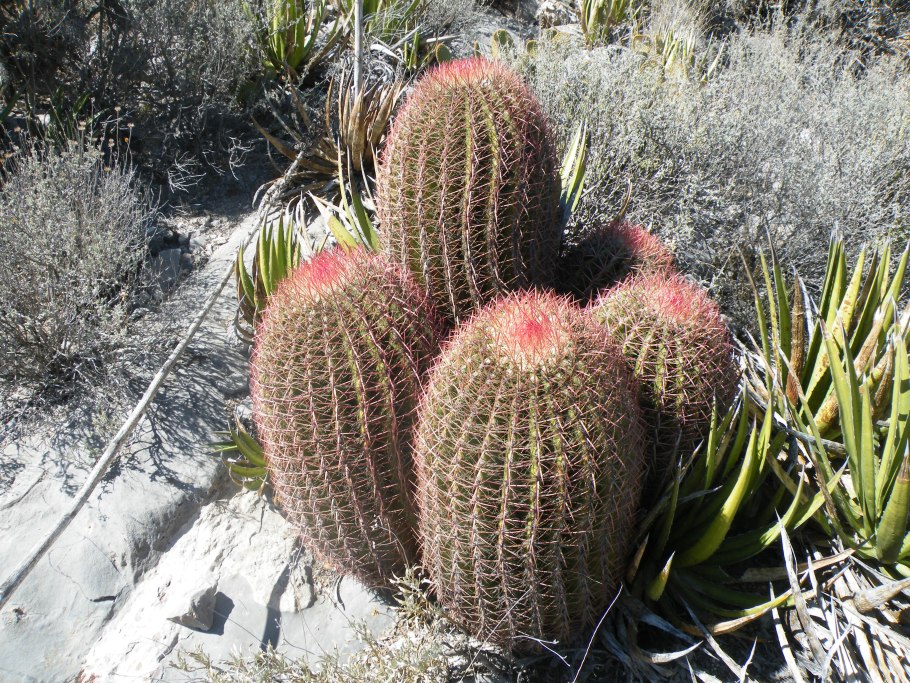 Ferocactus pilosus