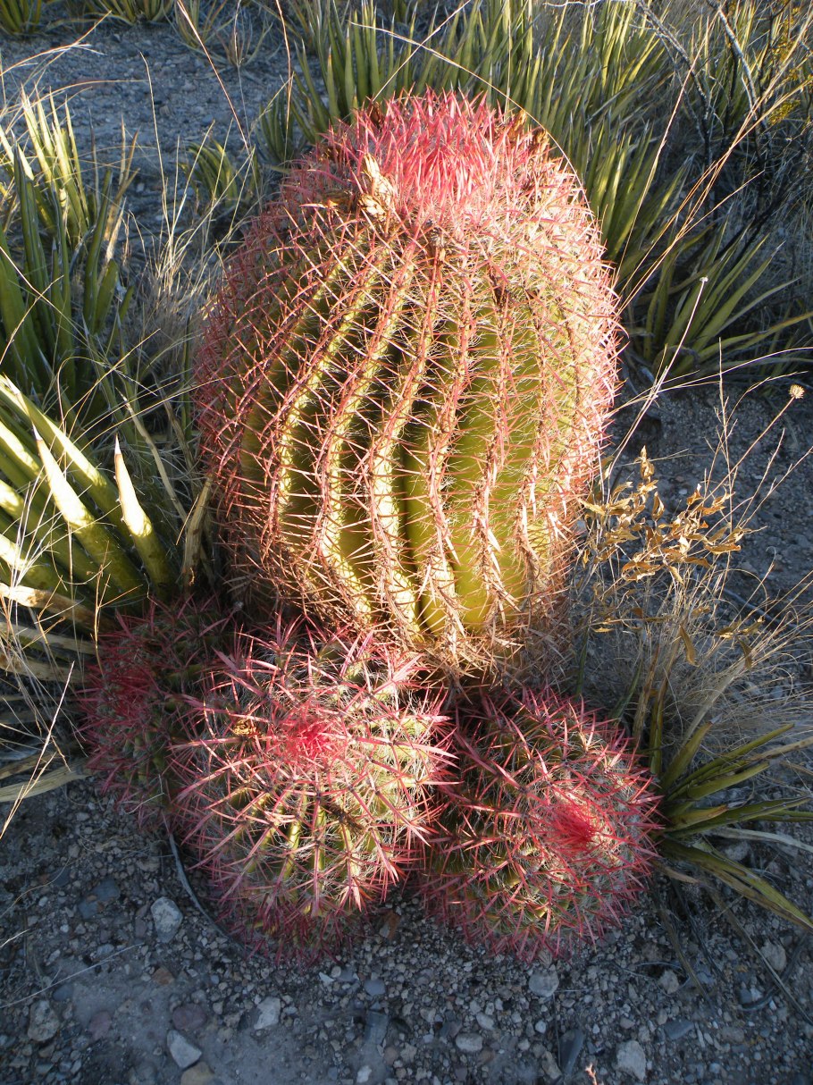Ferocactus robustus