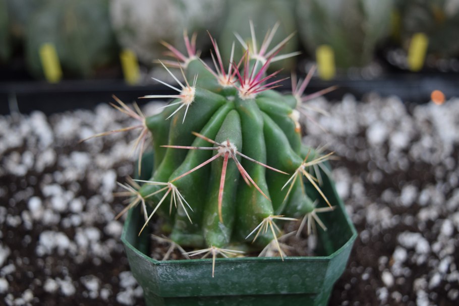 Ferocactus pilosus