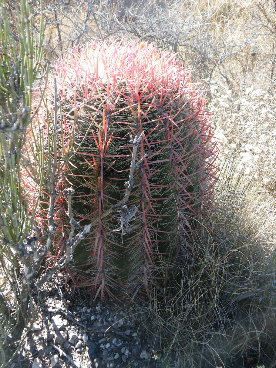 Ferocactus pilosus pp594, 90km from Doctor Arroyo, nl