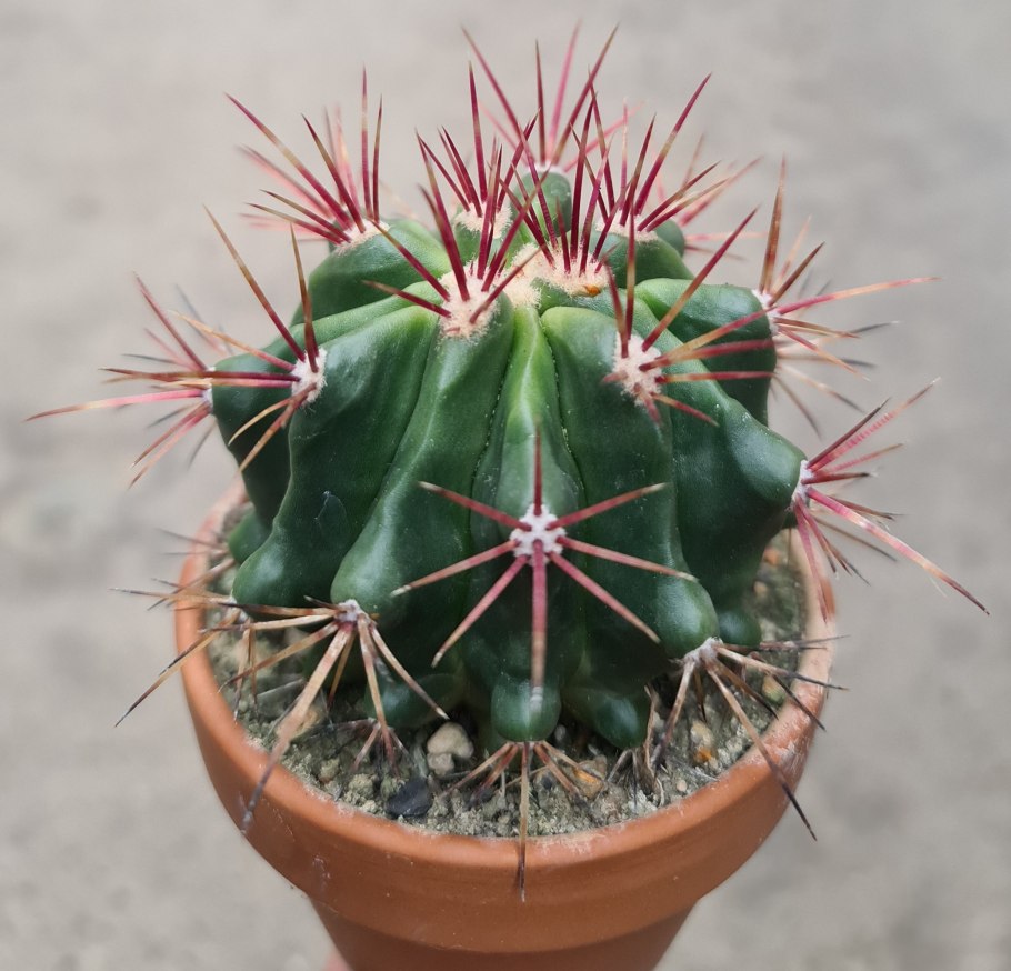 Ferocactus pilosus pp594, 90km from Doctor Arroyo, nl