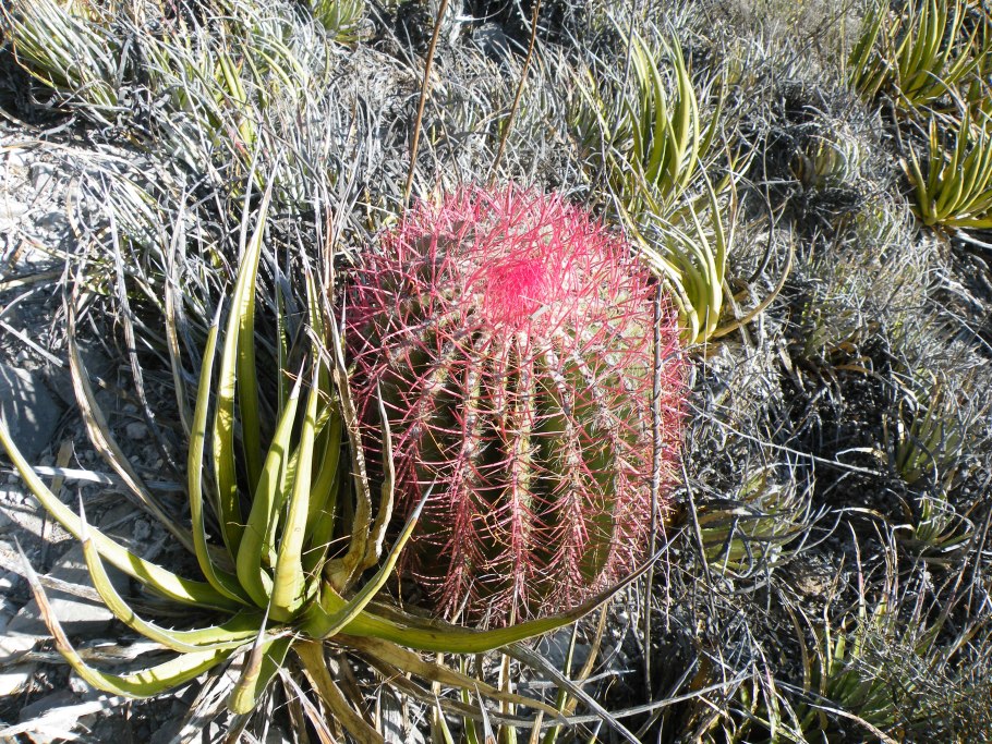 Ferocactus pilosus
