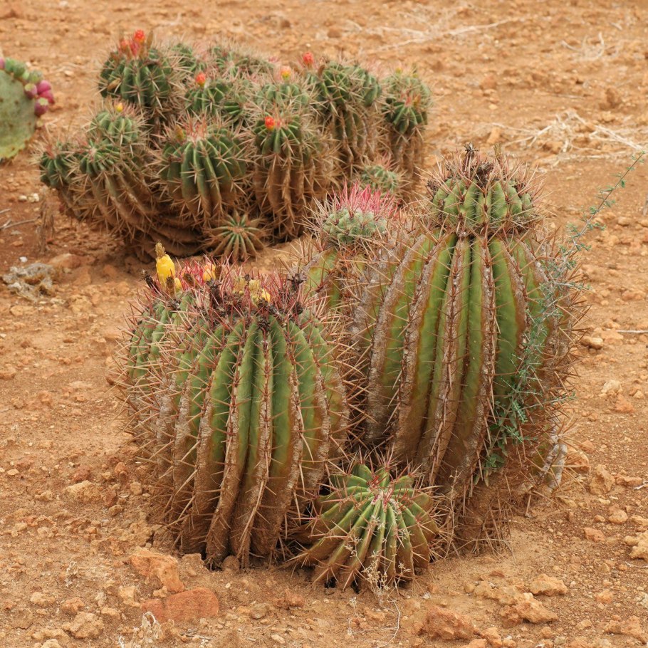 Ферокактус цветение