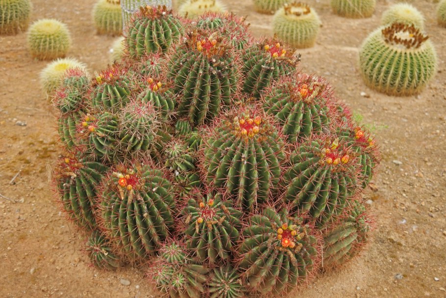 Ferocactus с красной колючкой