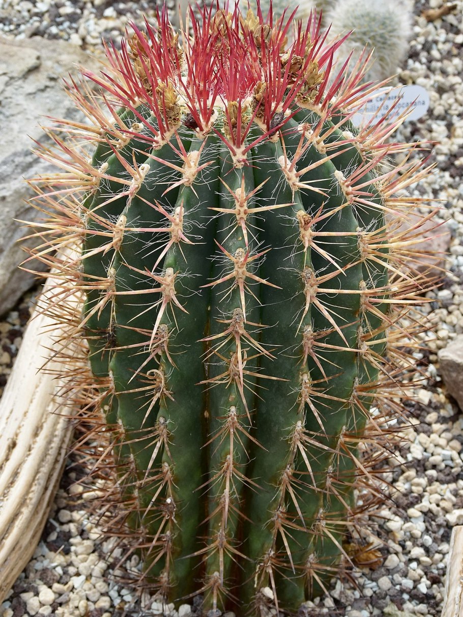 Ferocactus pilosus Rus- 474