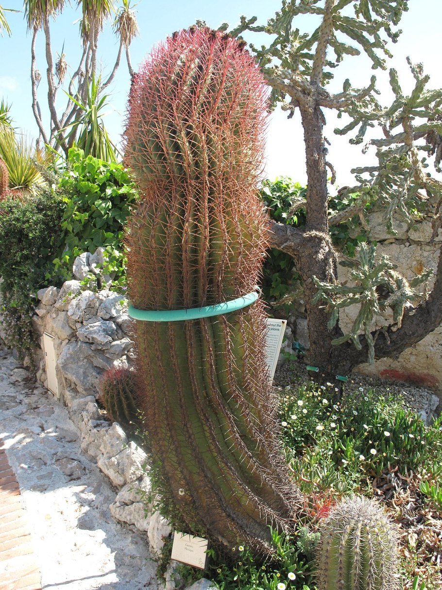 Пилозоцереус