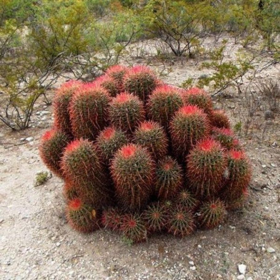 Ferocactus pilosus