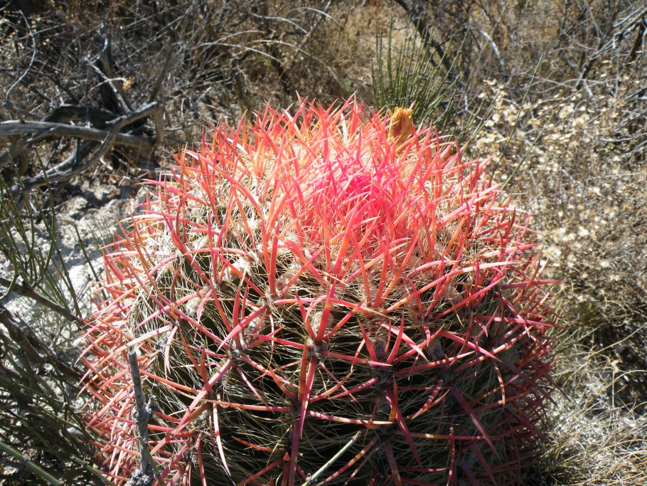 Ферокактус (Ferocactus)