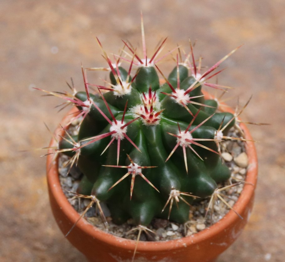 Ferocactus pilosus