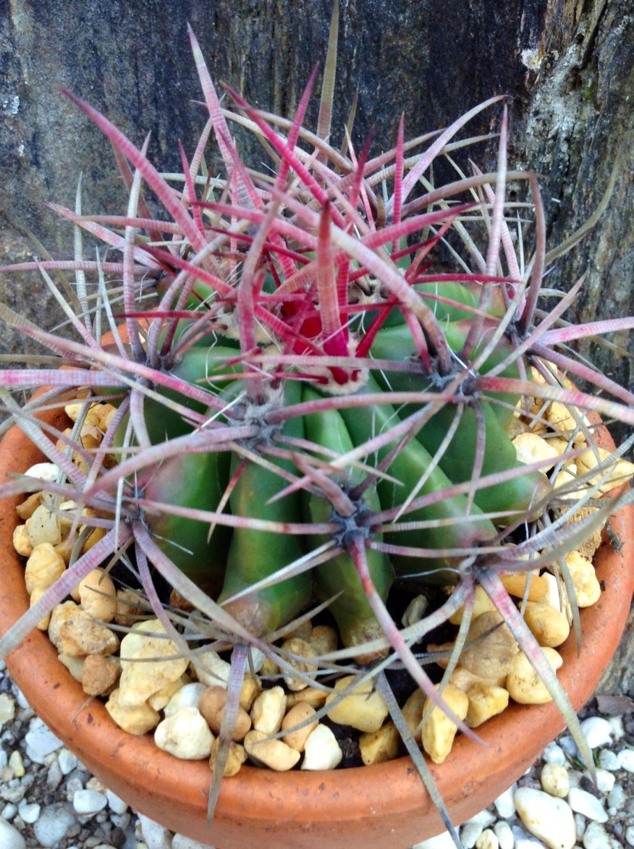 Ferocactus pilosus Rus- 474