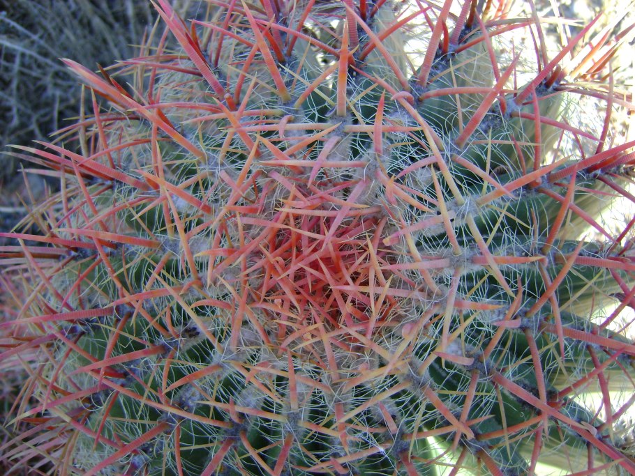 Ferocactus pringlei