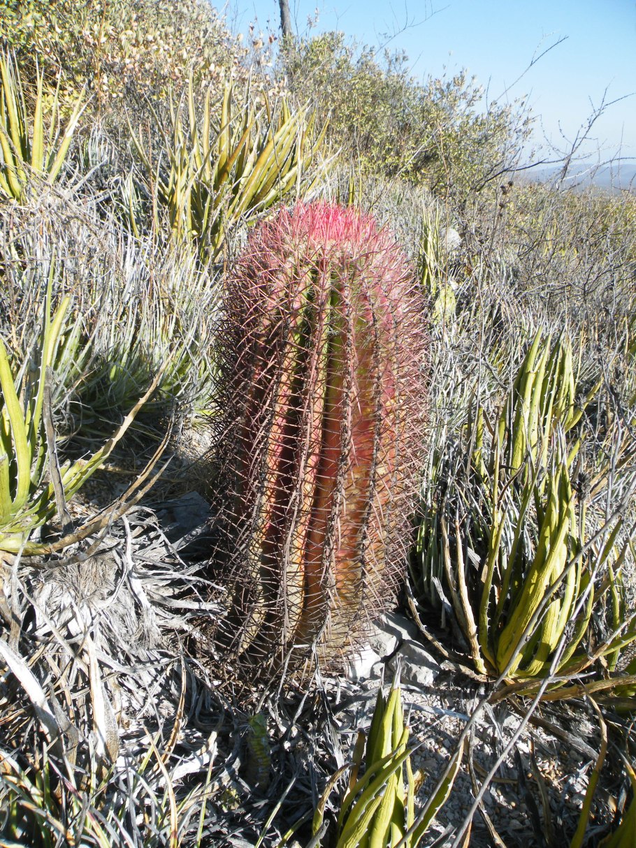 Ferocactus pilosus