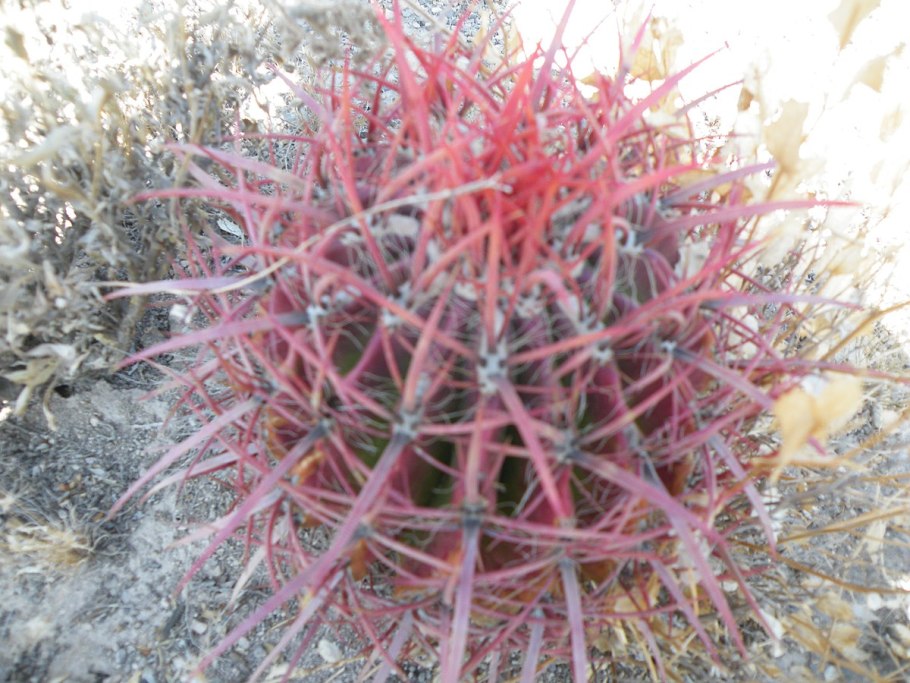 Ferocactus pilosus pp594, 90km from Doctor Arroyo, nl