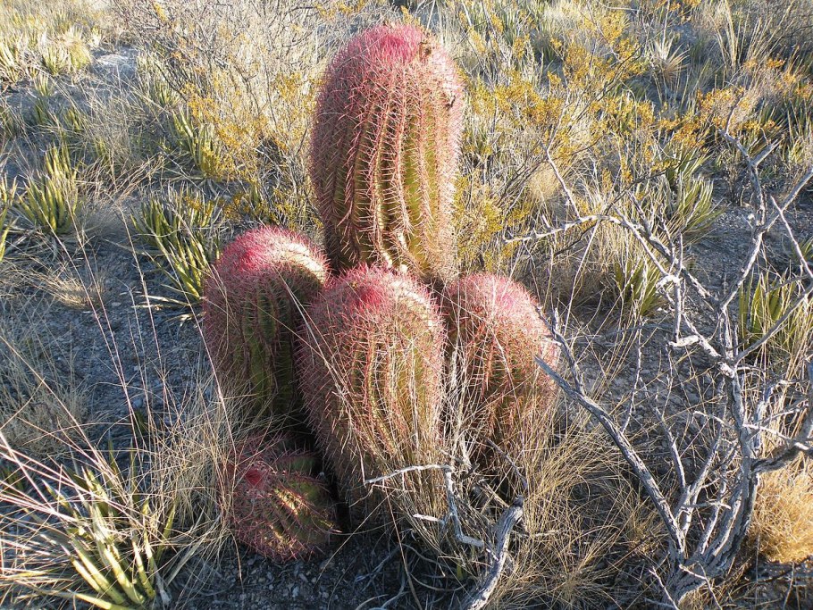 Ferocactus stainesii v pilosus