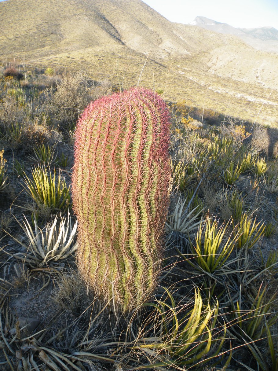 Pyrrhocactus umadeave