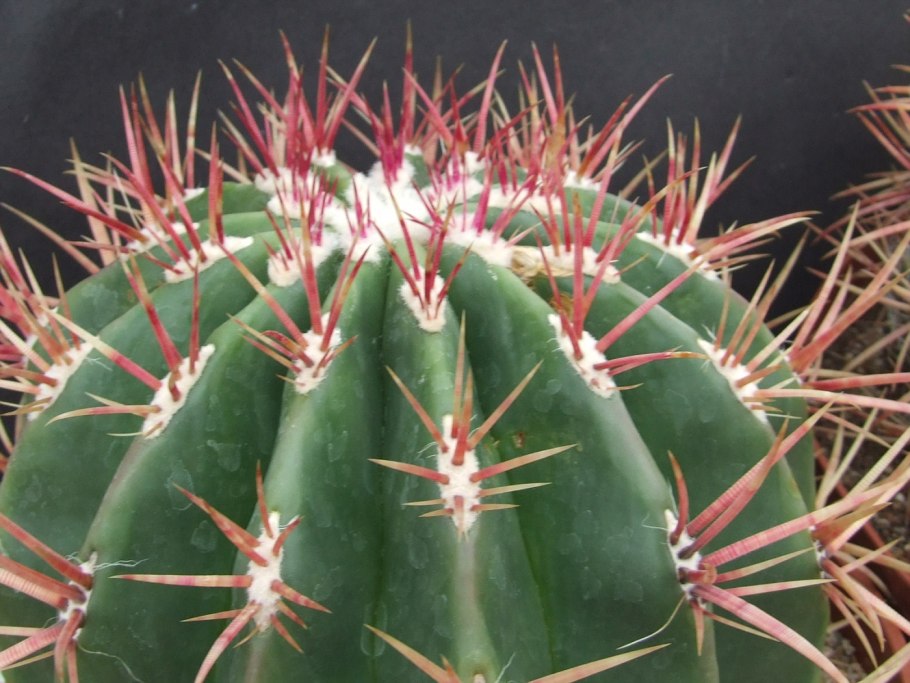 Ferocactus pilosus