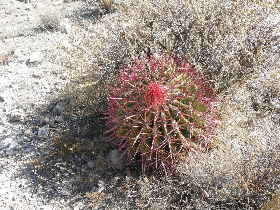 Ferocactus ingens