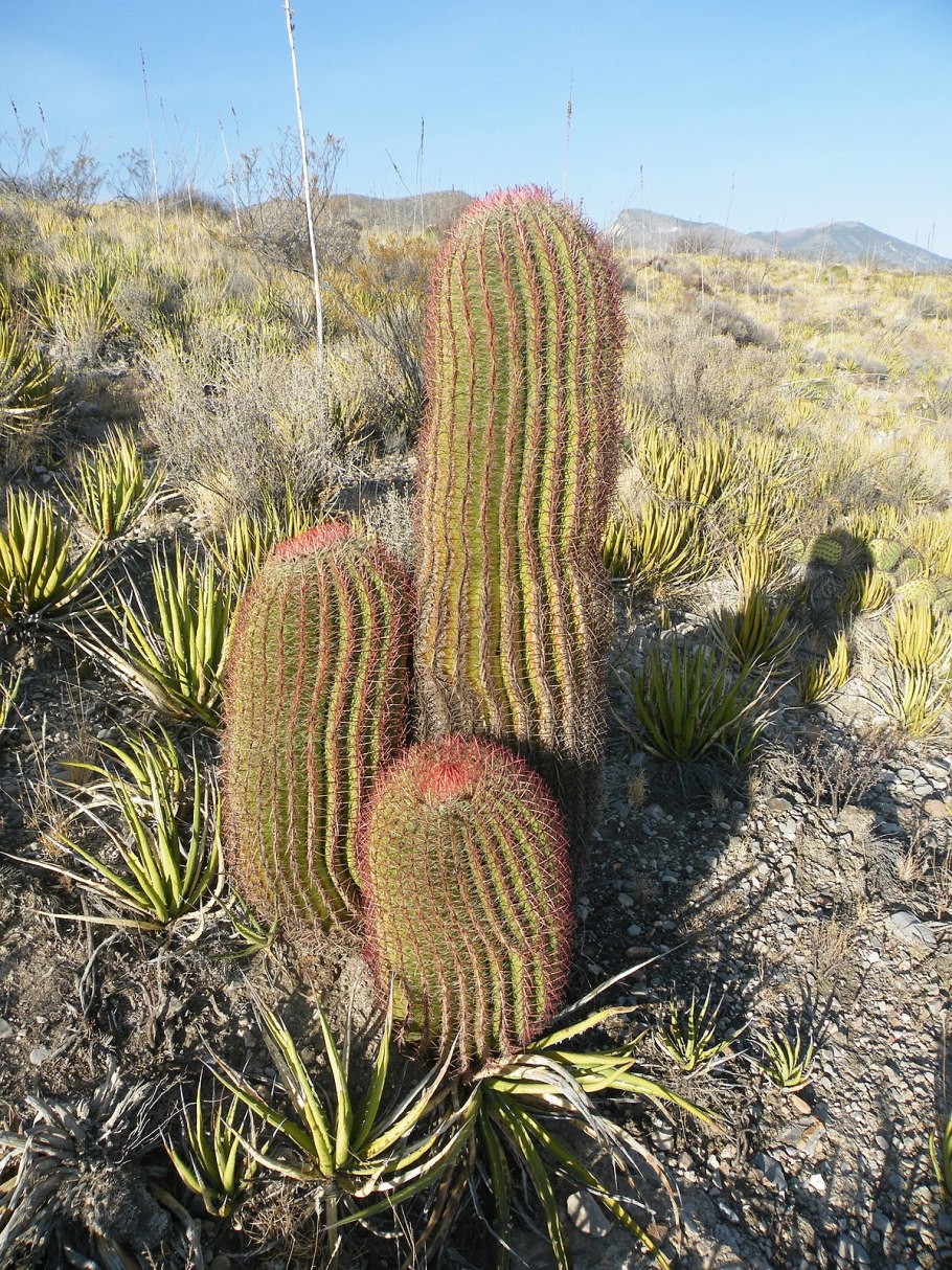 Ferocactus pilosus pp594, 90km from Doctor Arroyo, nl