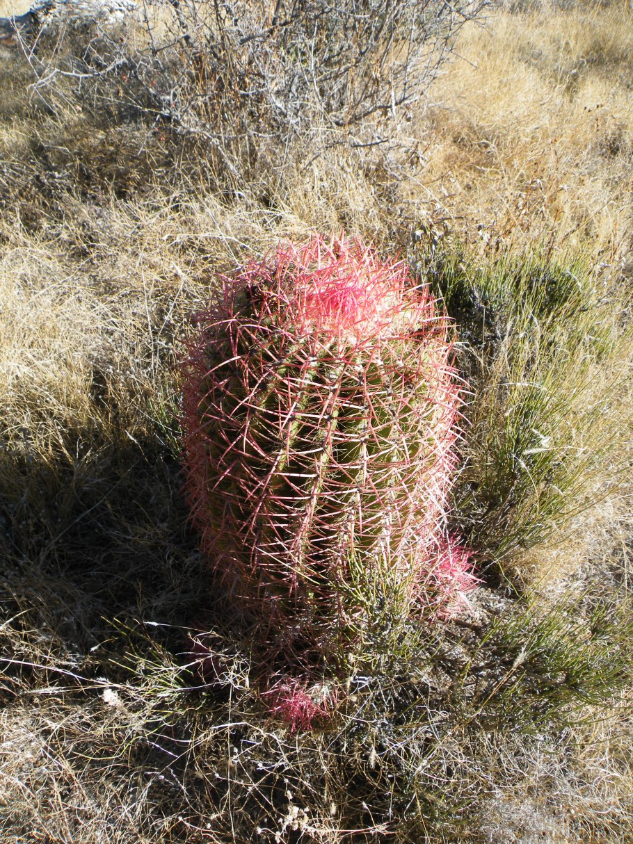 Бочкообразный Кактус