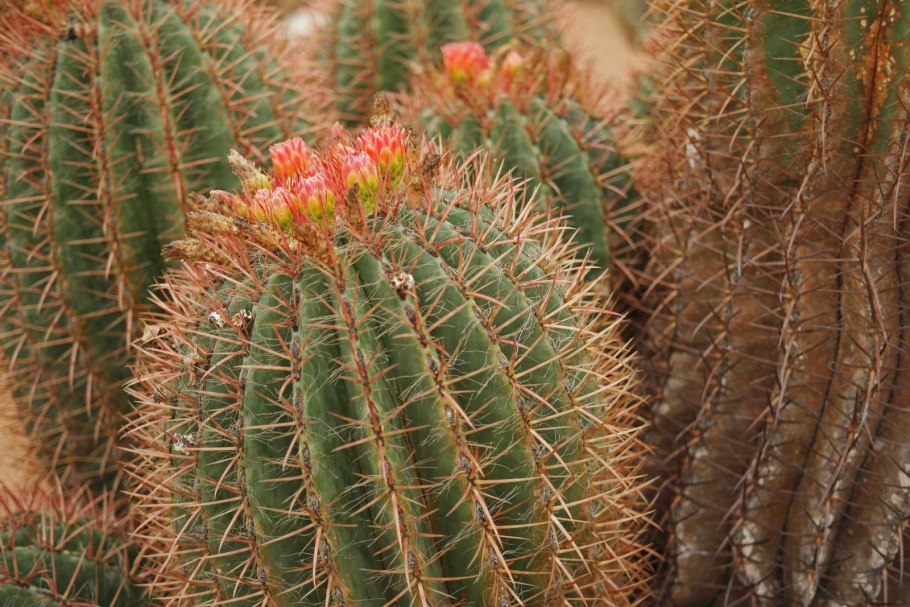 Т. hezaedrophozus Кактус