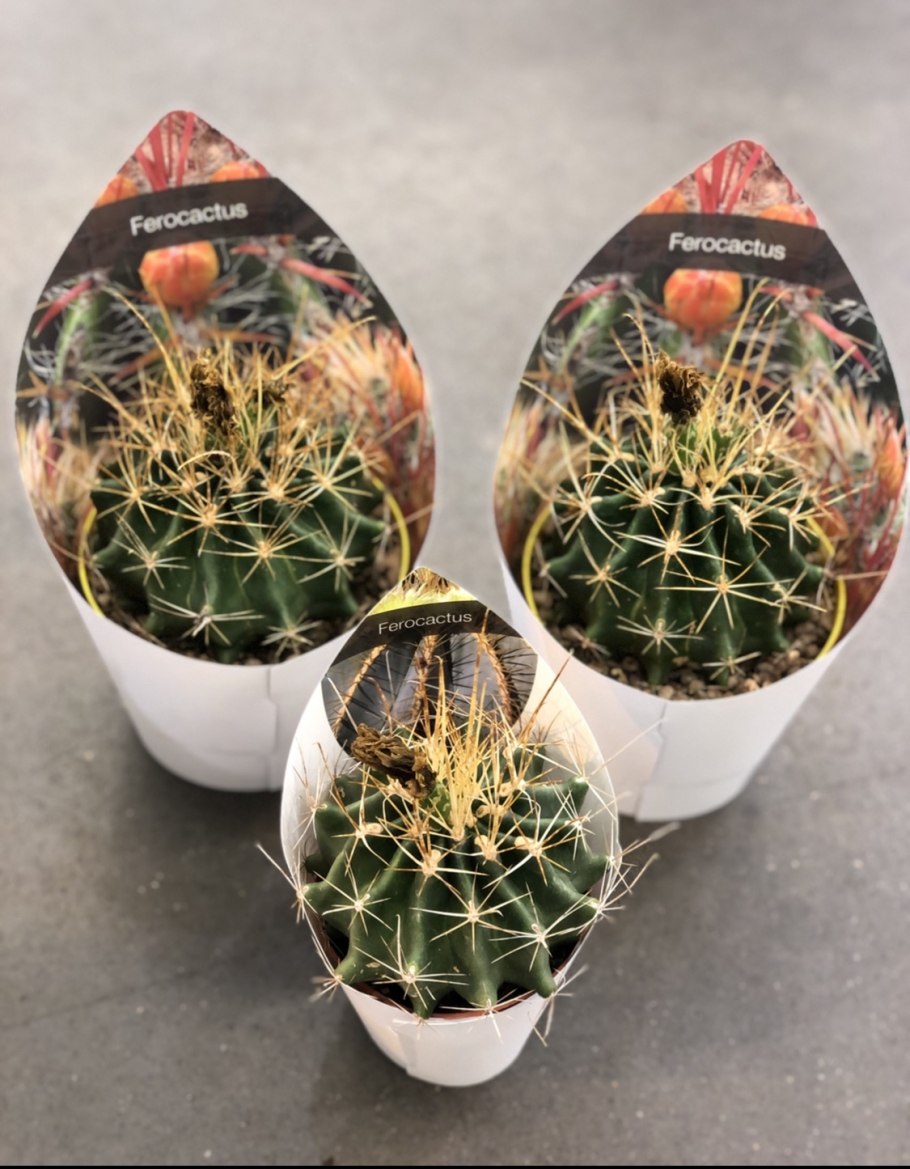 Ferocactus peninsulae