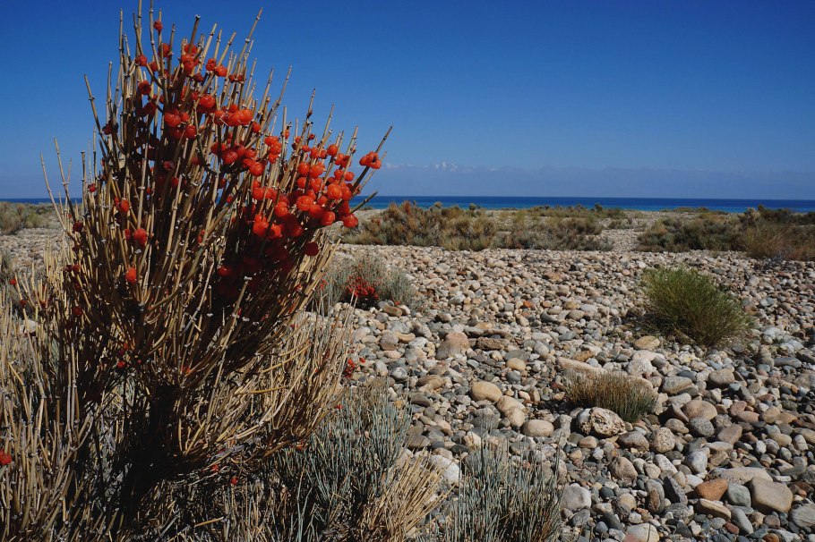 Хвойник эфедра Кузьмичева трава