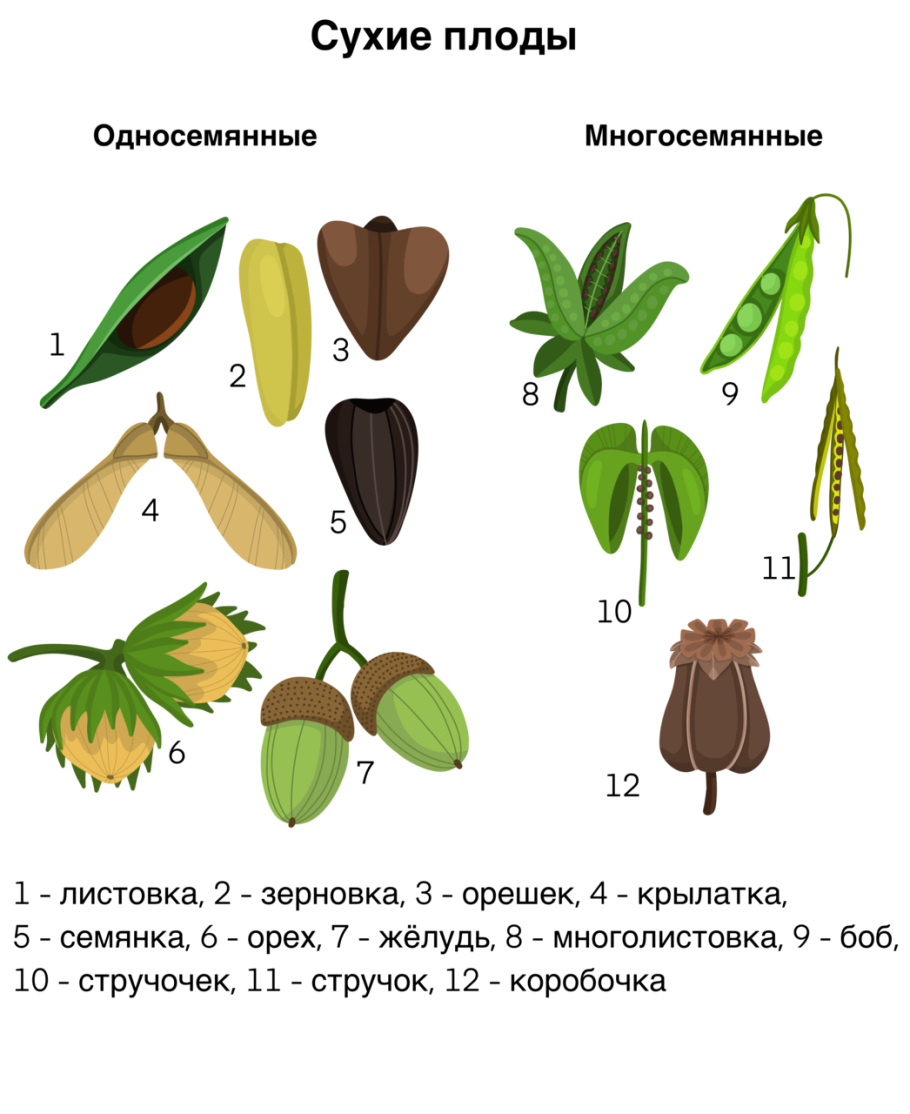 Односемянные и многосемянные плоды
