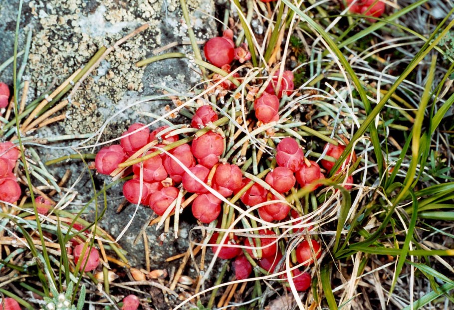 Хвойник односемянный