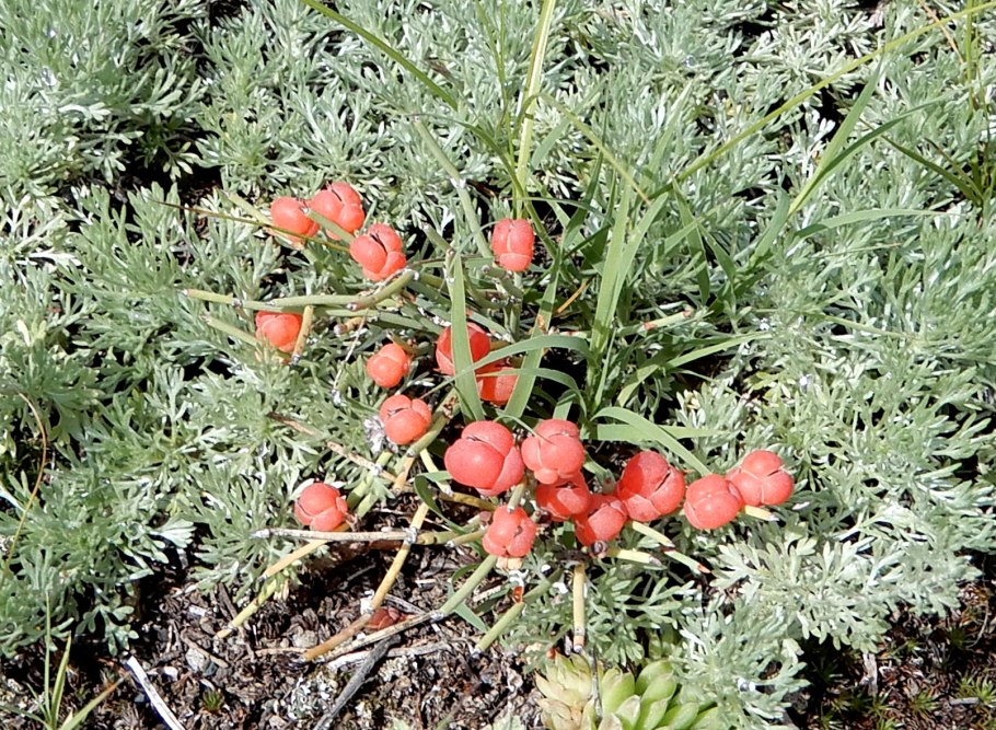 Juniperus squamata (односемянный можжевельник)