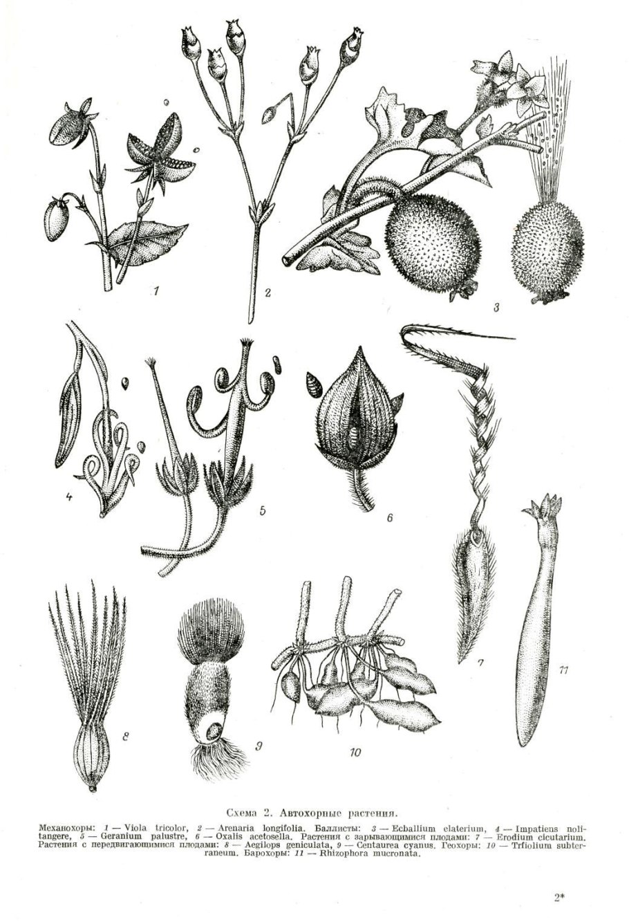 Плод многолистовка схема