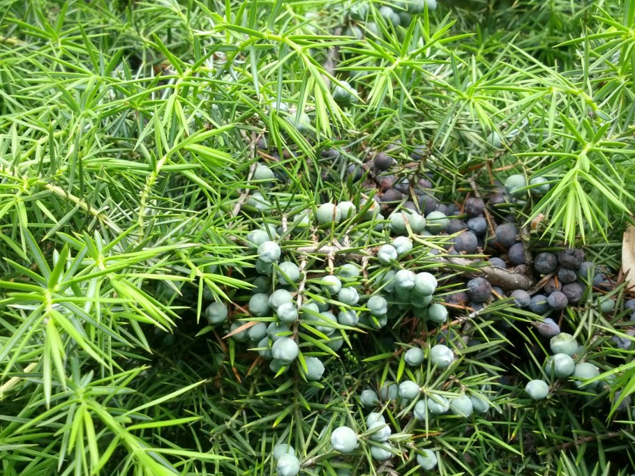 Эфедра древовидная