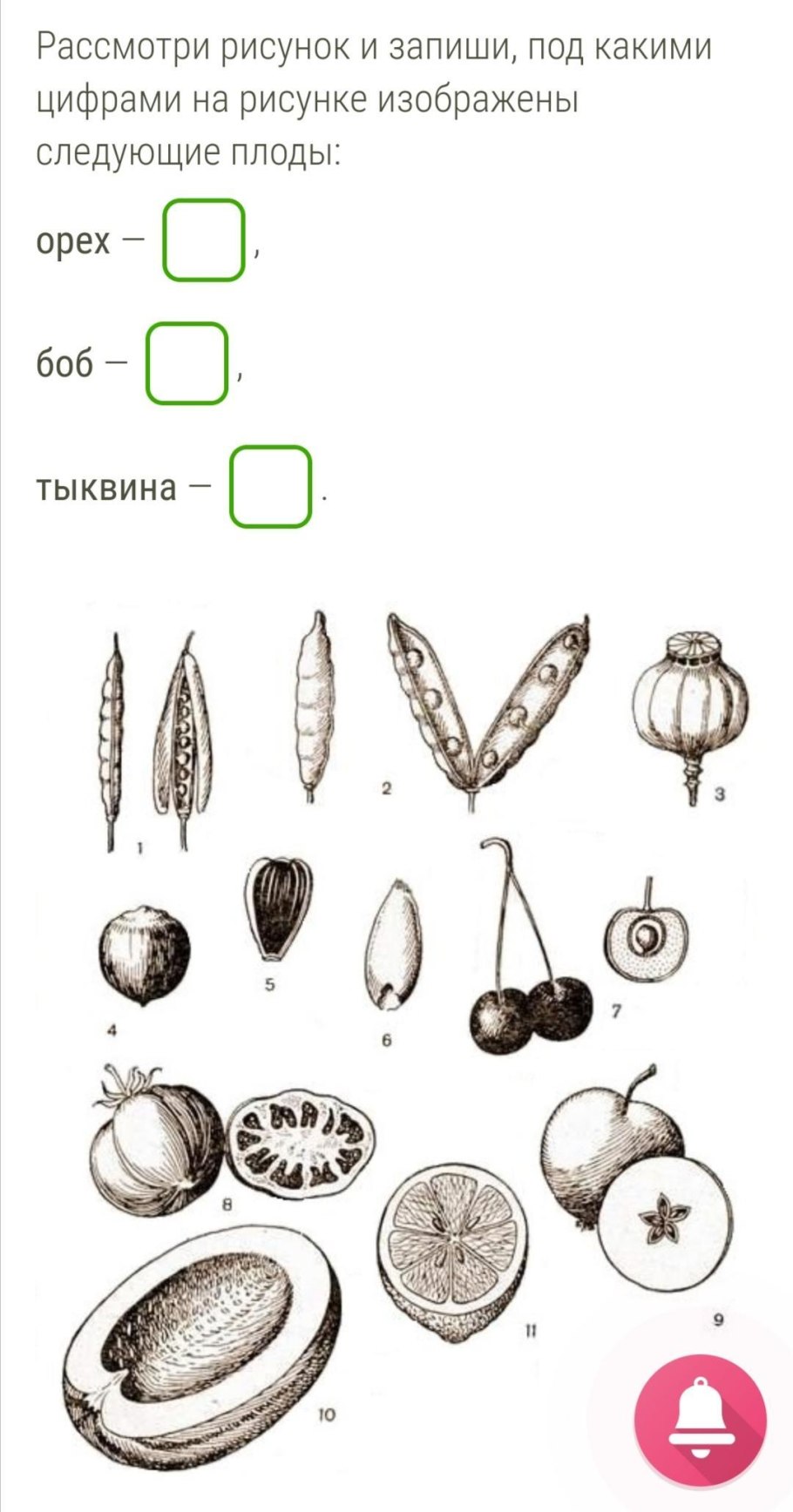 Классы отдела голосеменных растений