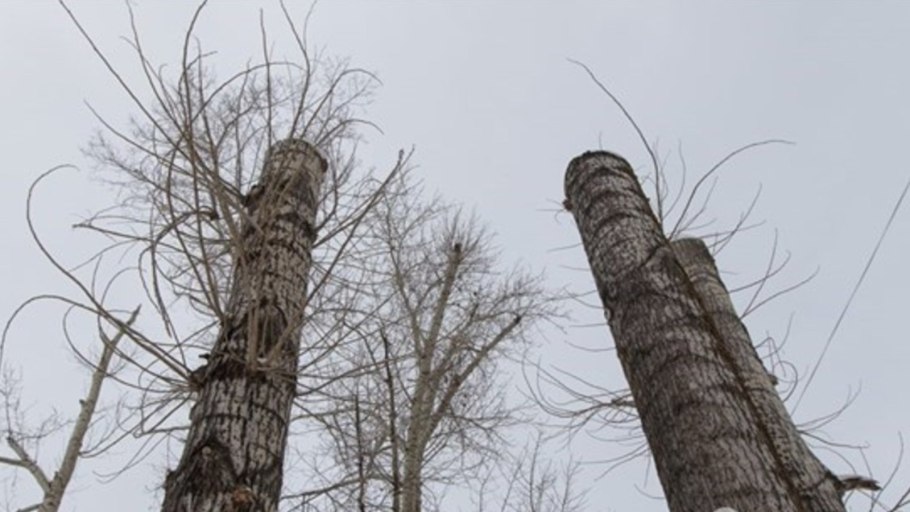 Populus Alba Тополь белый серебристый