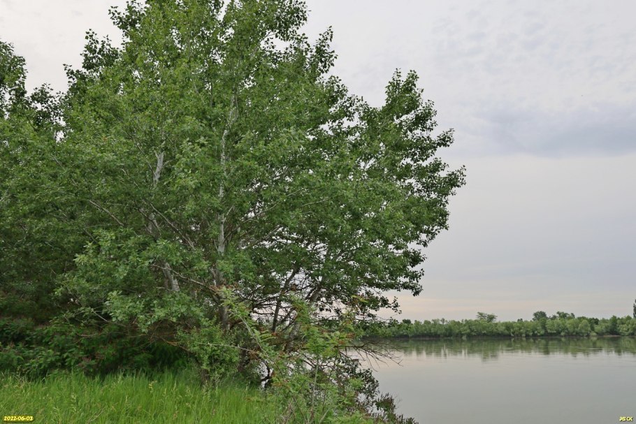 Тополь Симона цветки