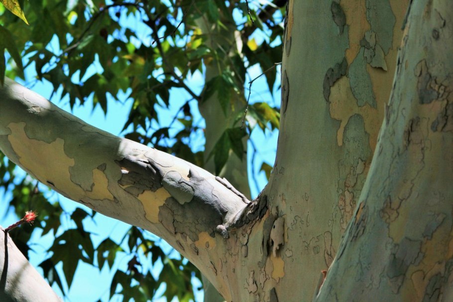 Тополь дрожащий осина