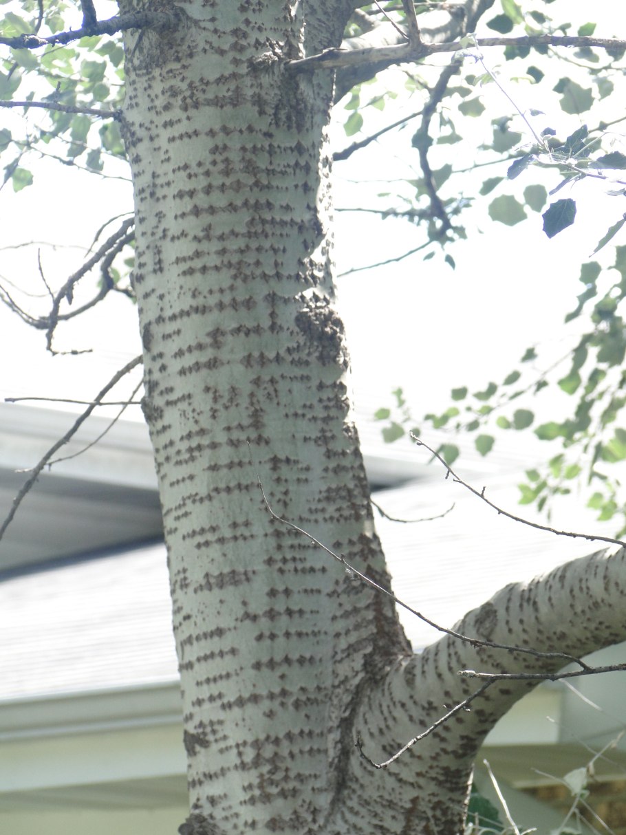 Populus Alba Тополь белый